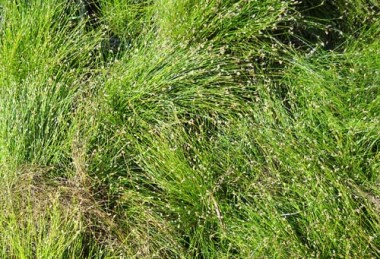 Scirpus cernuus