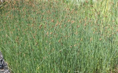 Scirpus lacustris