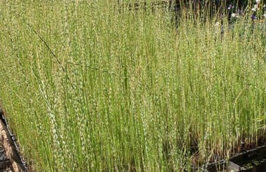 Scirpus zebrinus