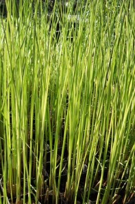 Scirpus tabertamontanii albenscens