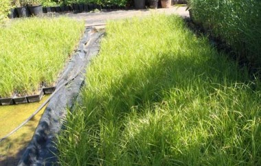 Carex muskingumensis