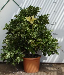 Αουκούμπα japonica - Aucuba japonica