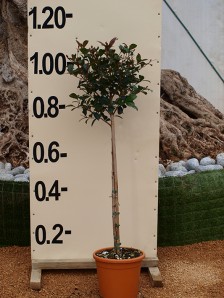 Ευγενία etna - Eugenia etna