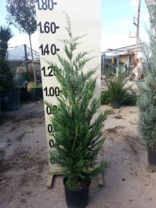 Κυπαρίσσι leylandii - Cupressocyparis x leylandii