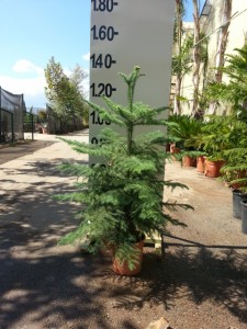 Αρωκάρια - Araucaria excelsa