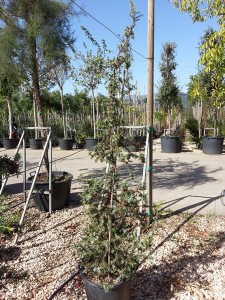 Γιουνίπερους oxycedrus - Juniperus oxycedrus