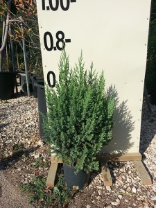 Γιουνίπερους stricta - Juniperus chinensis stricta