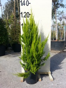 Κυπαρίσσι goldcrest - Cupressus macrocarpa goldcrest