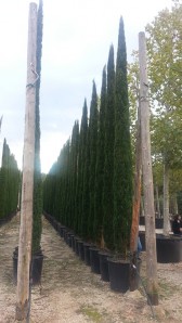Κυπαρίσσι ελληνικό - Cupressus sempervirens