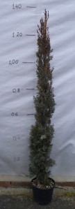 Κυπαρίσσι ορθόκλαδο - Cupressus semp.  pyramidalis