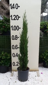 Κυπαρίσσι totem - Cupressus sempervirens totem