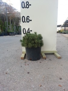 Πεύκο mugo - Pinus mugo mughus