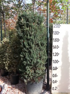 Ταξός media hillis - Taxus x media hillis