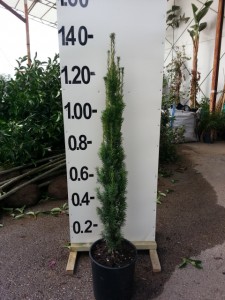 Ταξός baccata fastigiata - Taxus baccata fastigiata