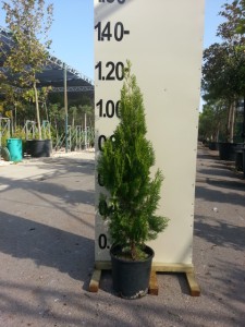 Τούγια pyramidalis aurea - Thuja pyramidalis aurea