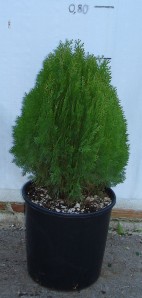 Τούγια σφαίρα aurea - Thuja compacta aurea nana