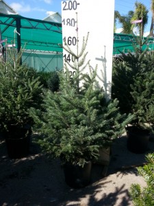 Έλατο Κεφαλληνίας - Abies cephallonica