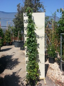 Αμπέλοψη - Parthenocissus quinquefolia