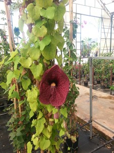 Αριστολόχια - Aristolochia sp.