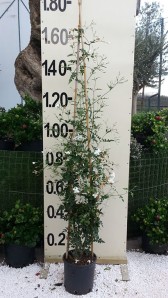 Γιασεμί αράπικο - Jasminum officinalis