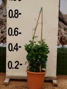 Διπλαδένια - Dipladenia sanderii