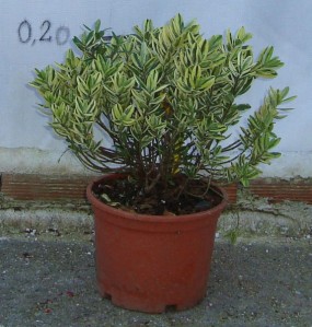 Βερονίκη πανασέ - Hebe x franciscana variegata