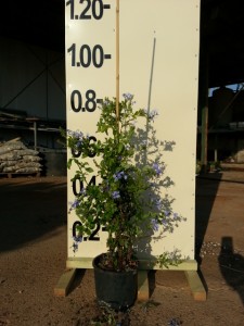 Μπλουμπάγκο - Plumbago auriculata