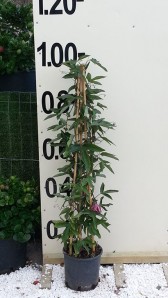 Ρολογιά - Passiflora sp.
