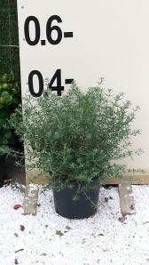 Βεστρίγγια - Westringia fruticosa