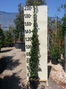 Ρυγχόσπερμα - Trachelospermum jasminoides