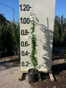 Σολάνο - Solanum jasminoides