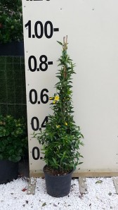 Τζελσέμιουμ - Gelsemium sempervirens