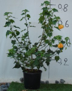 Αβούτιλο - Abutilon hybridum