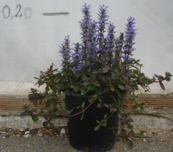 Αγιούκα - Ajuga reptans