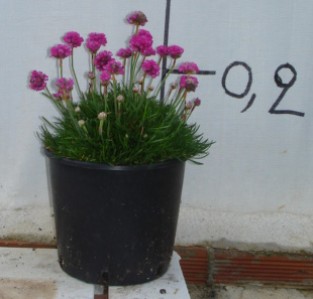 Αρμέρια - Armeria maritima