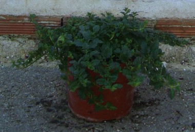 Βερβέρνα peruviana - Verbena peruviana