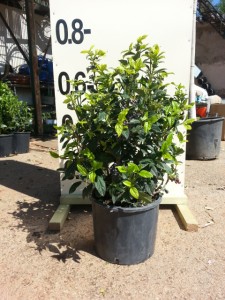Βιβούρνο tinus - Viburnum tinus
