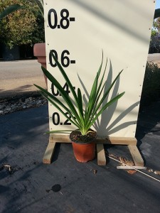 Αγάπανθος - Agapanthus africanus