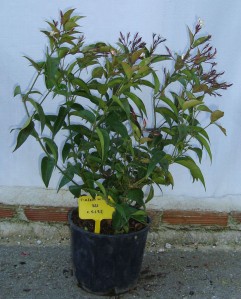 Γιασεμί nitidum - Jasminum nitidum