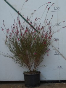Γκάουρα - Gaura lindheimeri