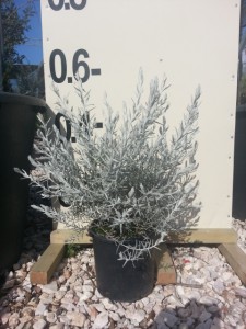 Ερεμόφυλλο nivea - Eremophila nivea