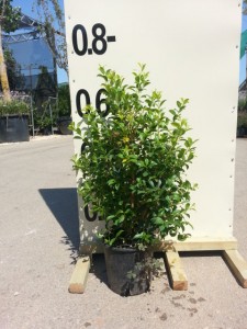 Ευγενία newport - Eugenia myrtifolia newport