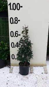 Ευγενία etna - Eugenia etna fire