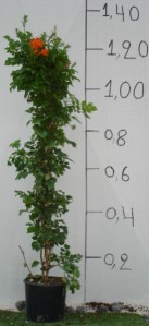 Μπιγκόνια capensis - Bignonia capensis
