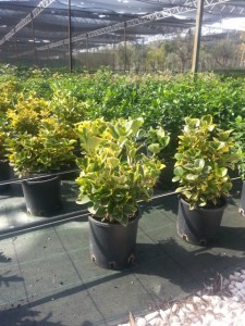 Ευώνυμο aurea - Euonymus jap. elegantissimus aurea
