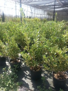 Ευώνυμο bravo - Euonymus japonicus bravo