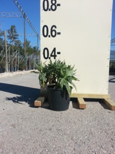 Έχιουμ - Echium candicans