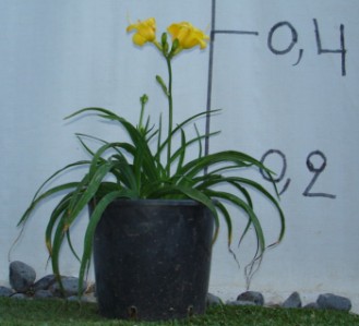 Ημεροκάλλις - Hemerocallis sp.