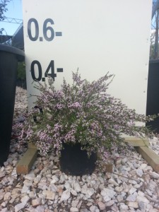 Θρυπτομένη - Thryptomene saxicola