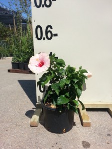 Ιβίσκος σινικός - Hibiscus sinensis (Ιβίσκος της Χαβάης)